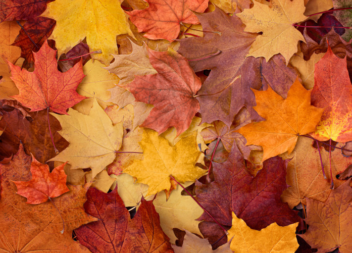 Your Fall Guide to South Edmonton Common