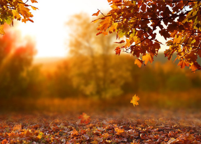 Hello, Fall! Your Guide to a Cozy Season at South Edmonton Common